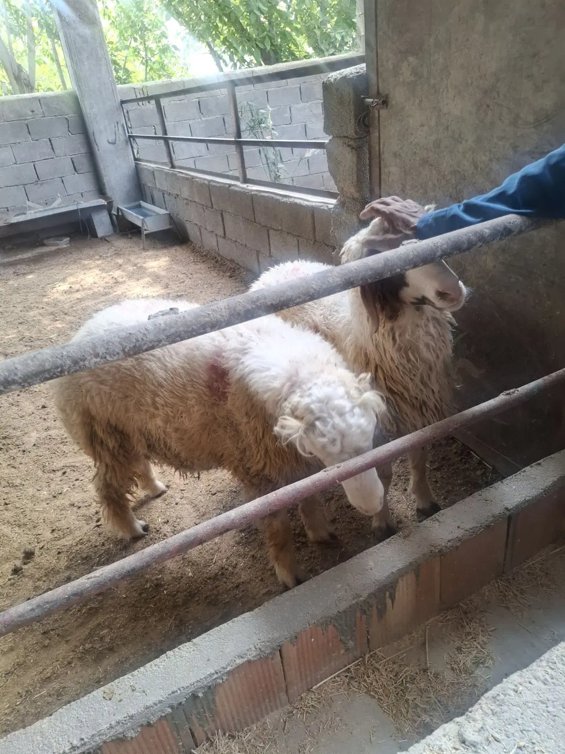 بره|حیوانات مزرعه|سیوان, |دیوار