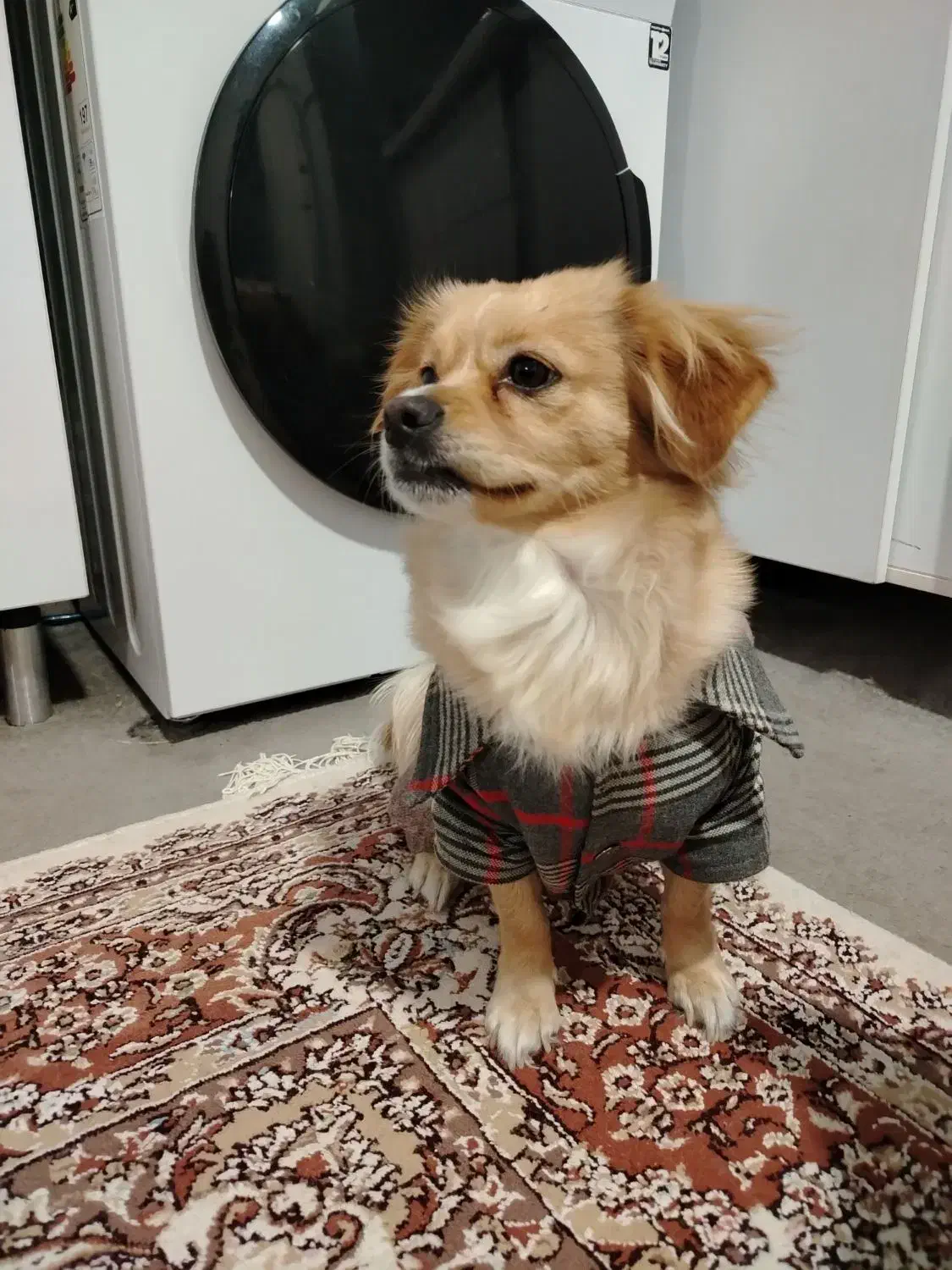 واگذاری سگ|سگ|کرمان, |دیوار