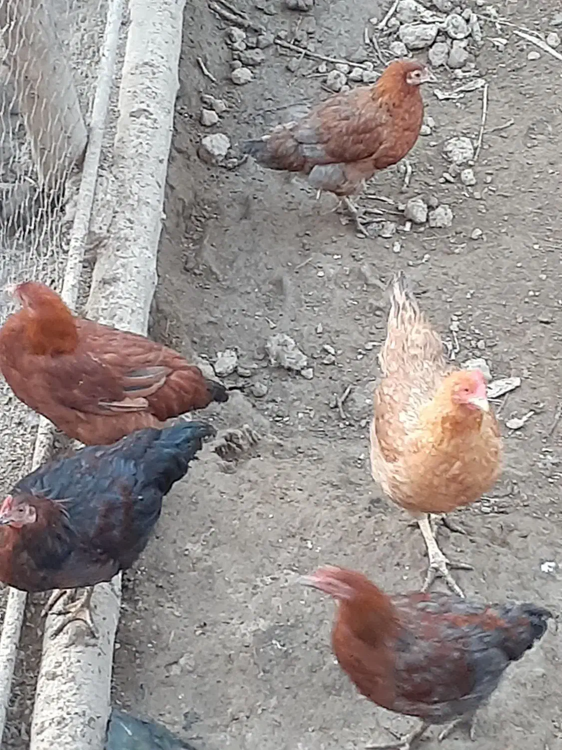 فروش مرغ محلی.وخروس بزرگ جنس خوب محلی|حیوانات مزرعه|گلوگاه, |دیوار