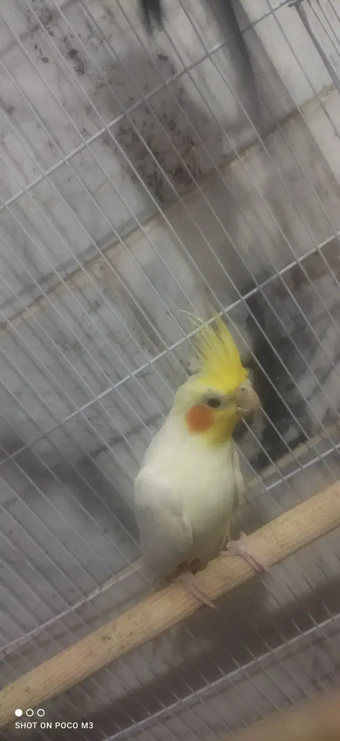 عروس هلندی لوتینو|پرنده|خاش, |دیوار