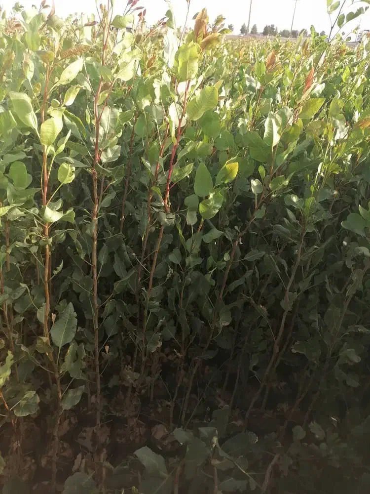 باعرض سلام خدمت همشریان سبزواری|خدمات باغبانی و درختکاری|سبزوار, جهاد کشاورزی|دیوار