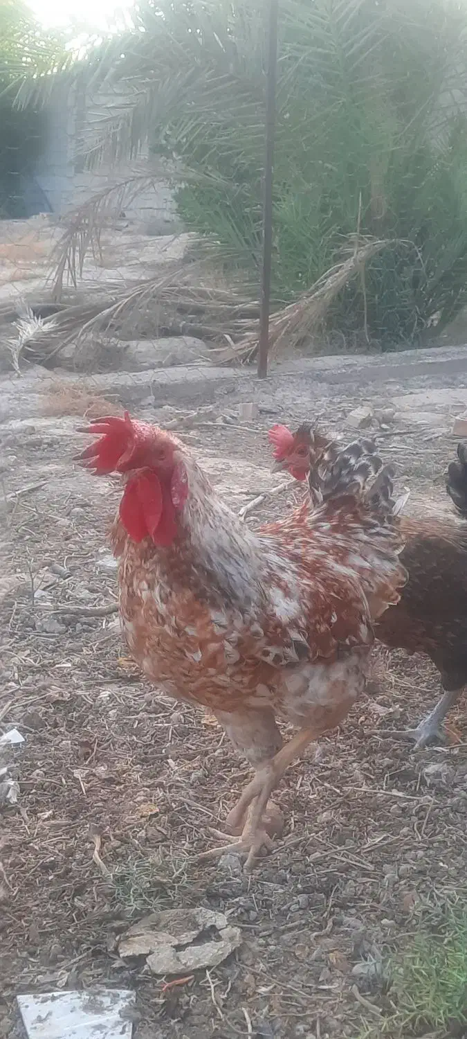 خروس جوان|حیوانات مزرعه|بندر گناوه, |دیوار