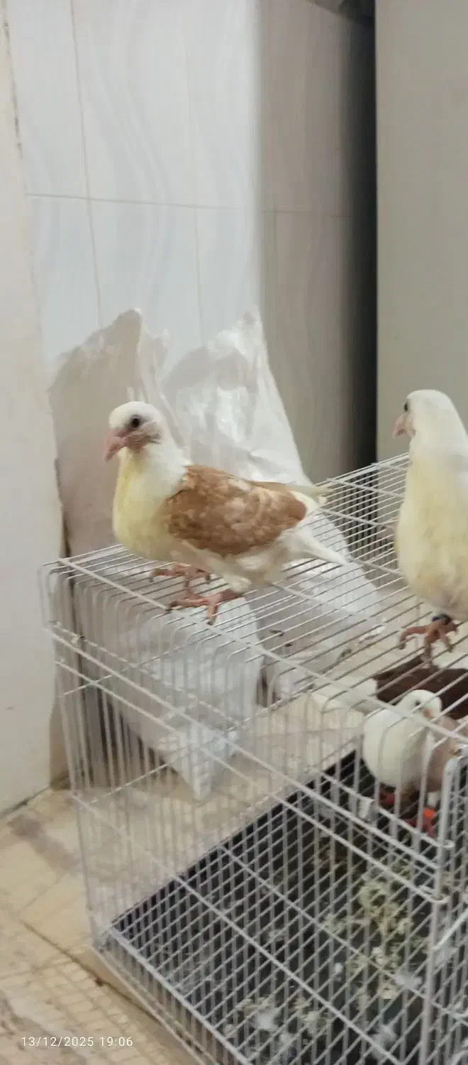 کبوتردوبال اهوازی|پرنده|مینودشت, |دیوار