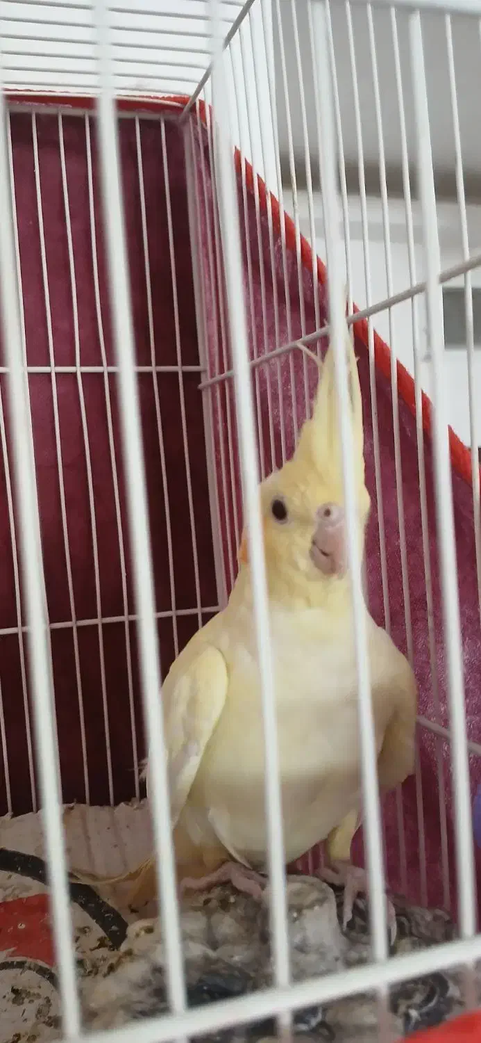 عروس هلندی نر|پرنده|تربت جام, میان جام|دیوار