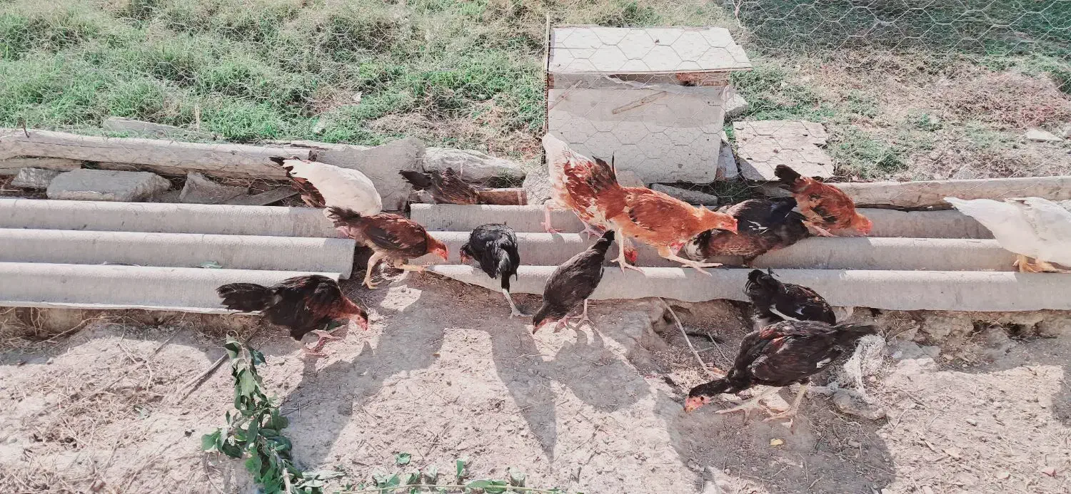 مرغ و خروس(جوجه)|حیوانات مزرعه|گمیشان, |دیوار