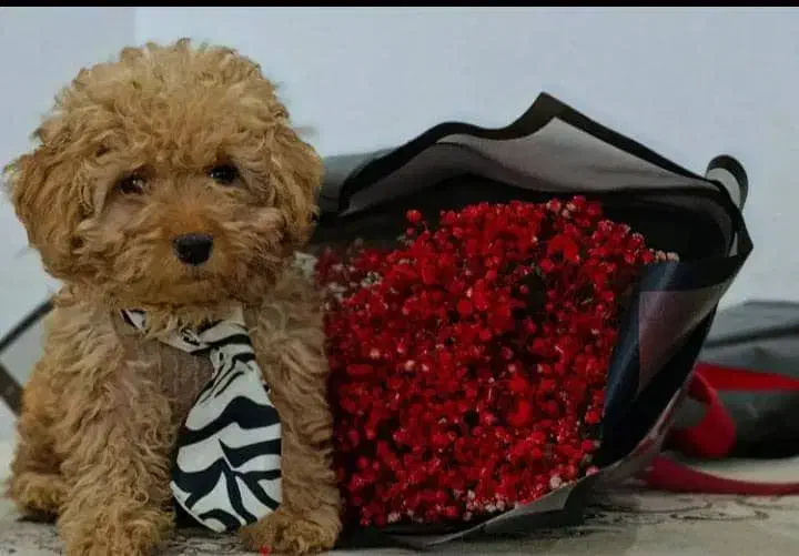 توی پودل اصیل با تضمین اصالت نژاد|سگ|رشت, لاکانی|دیوار