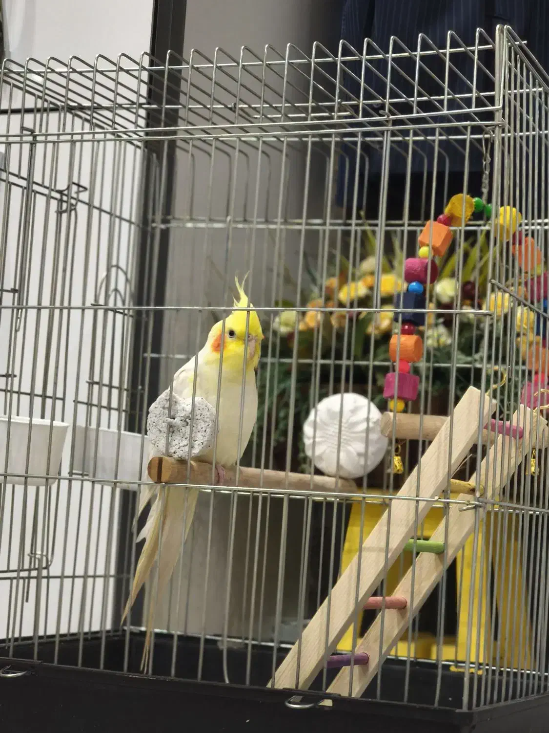 فروش عروس هلندی|پرنده|کرج, کوی کارمندان جنوبی|دیوار