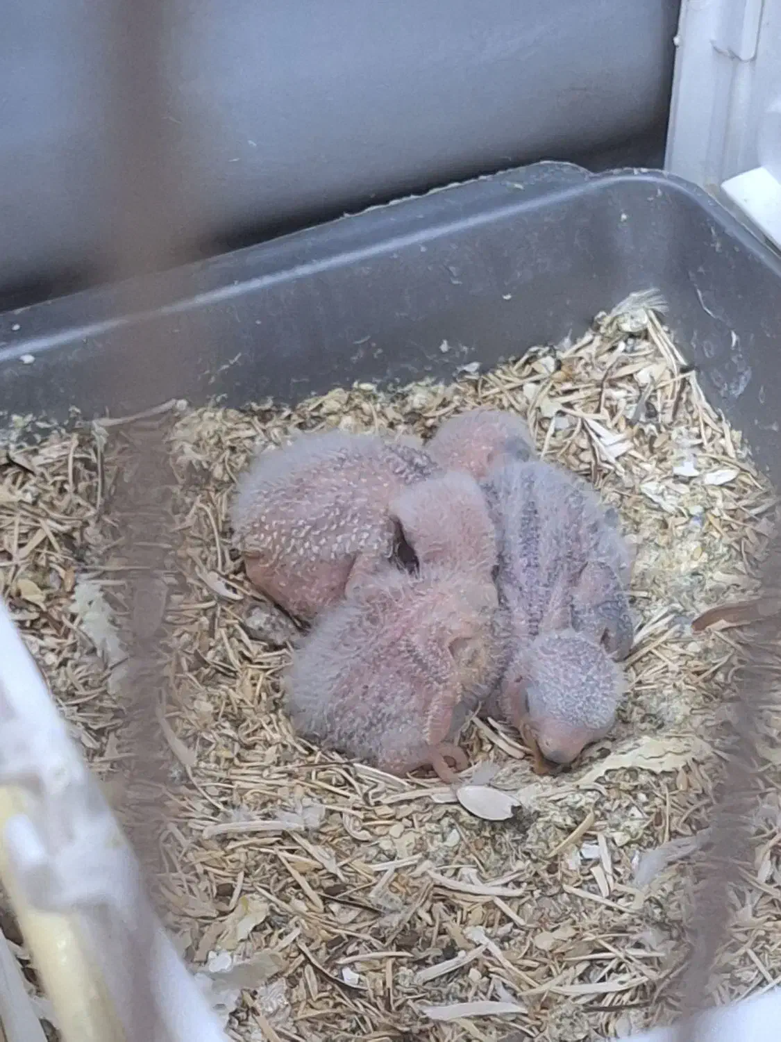 طوطی برزیلی مولد|پرنده|تهران, تهرانپارس جنوبی|دیوار