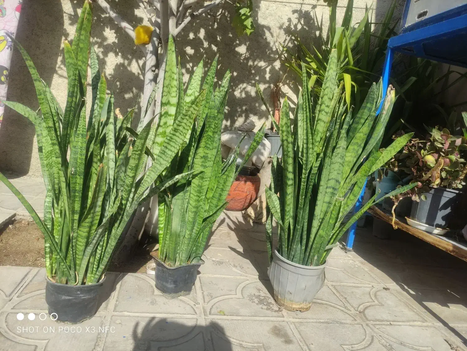 فروش گل های زیبا|گل و گیاه طبیعی|نورآباد ممسنی, |دیوار