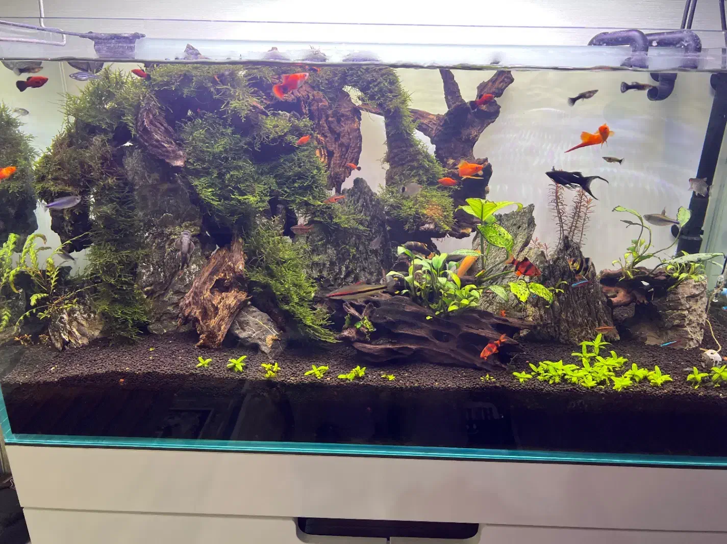 اکواریوم رملس کلیر پلنت|ماهی|کرج, شهرک بنفشه|دیوار