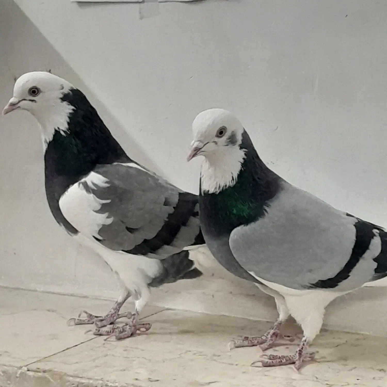 کفتر|پرنده|تهران, تختی|دیوار