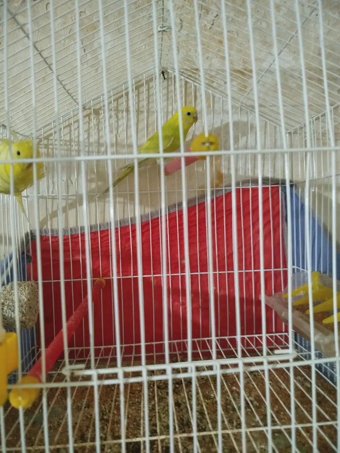 مرغ عشق نر|پرنده|نمین, |دیوار