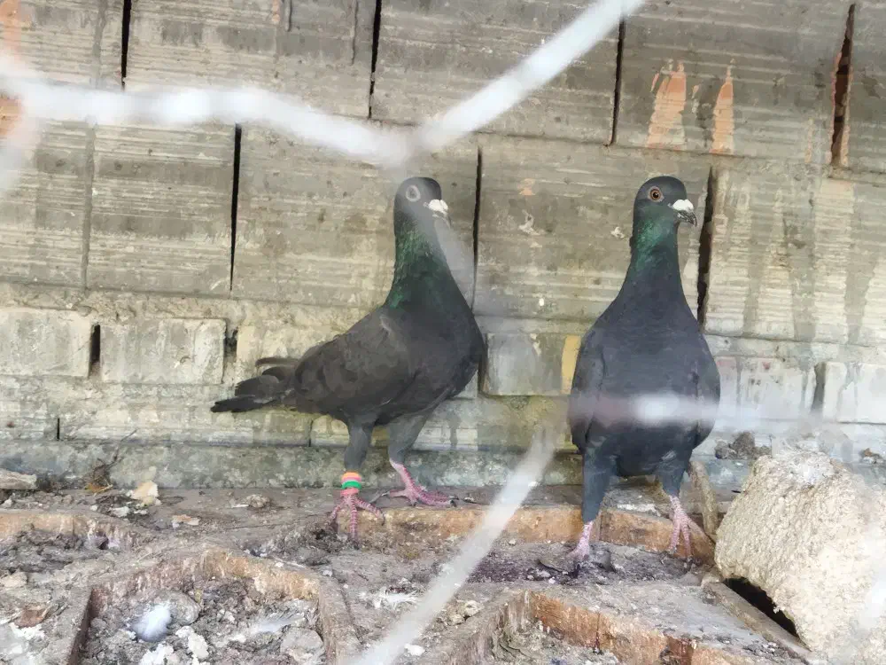 کبوتر|پرنده|دلند, |دیوار