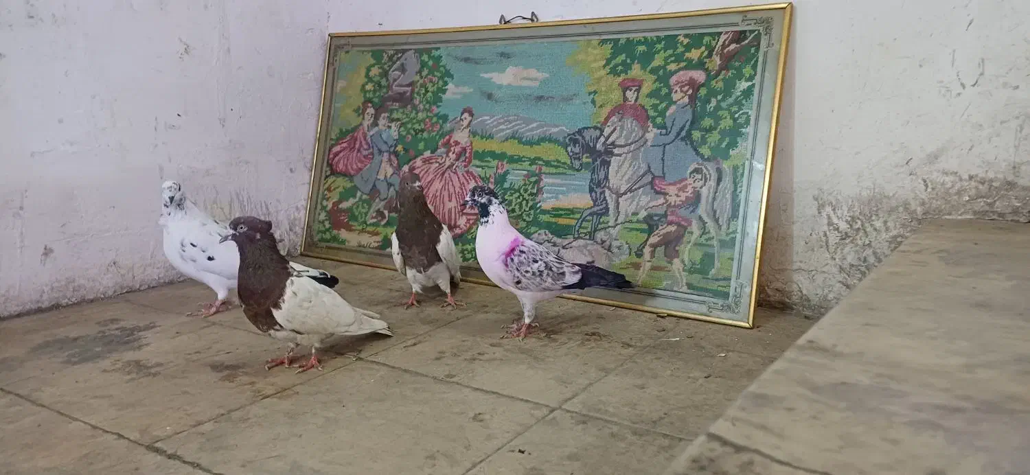 کبوتر قشنگ|پرنده|بروجرد, |دیوار