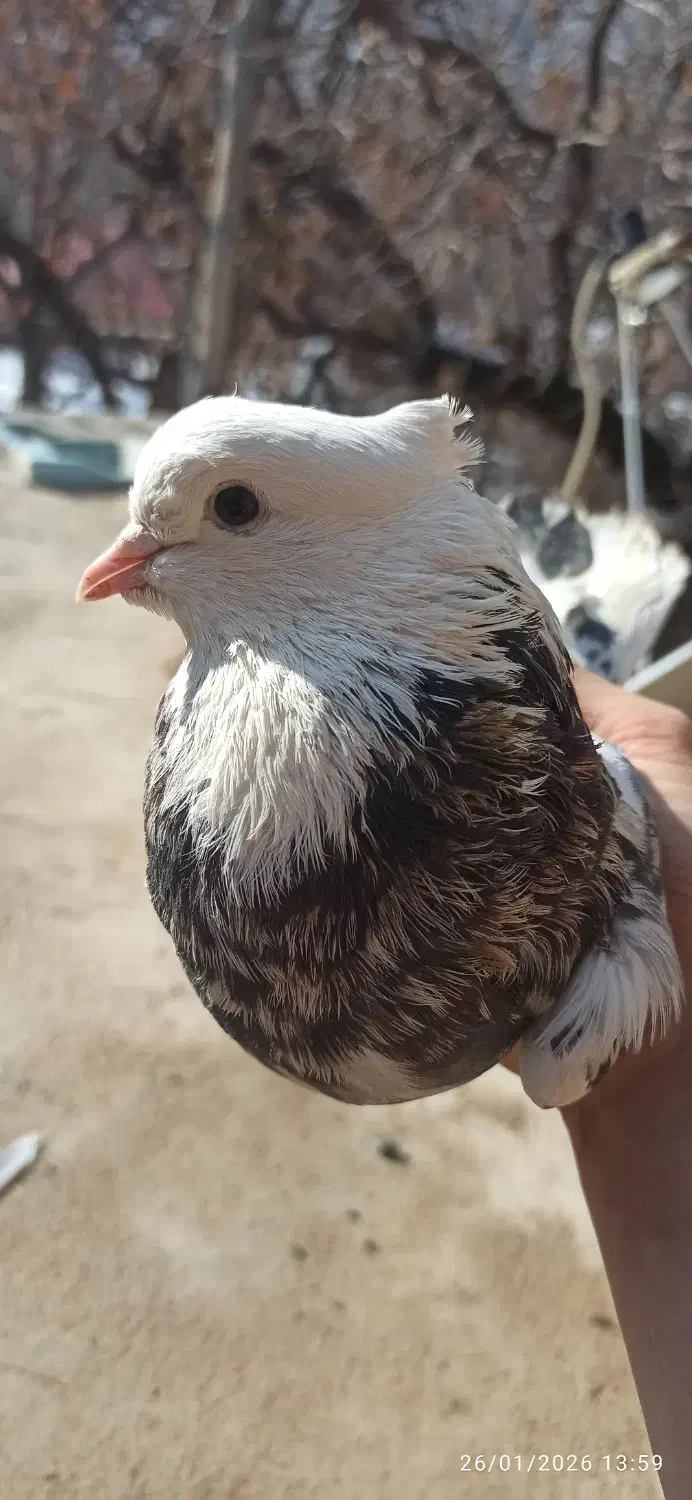 کفتر شازده سرور|پرنده|هشتگرد, فاز ۱ مهستان|دیوار