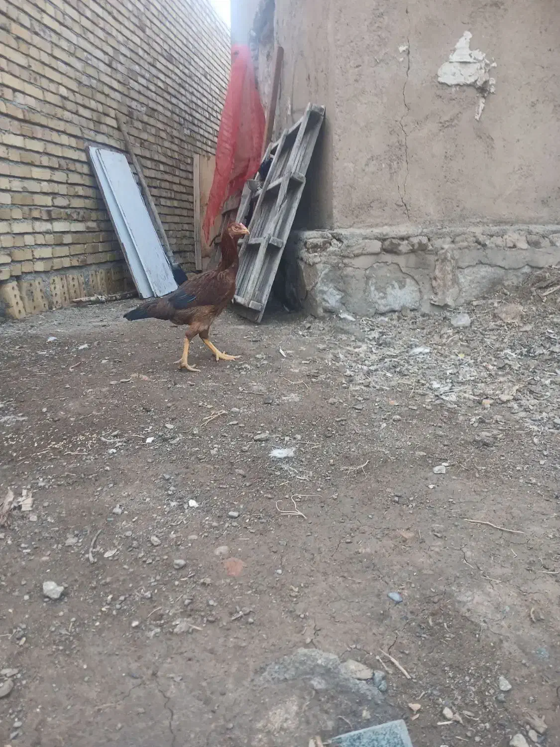 مرغ. لاری اصیل|حیوانات مزرعه|مرند, |دیوار