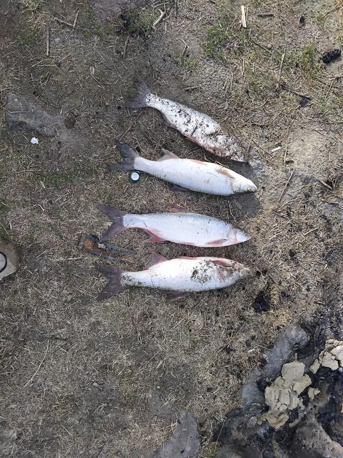 ماه|ماهی|پلدشت, |دیوار