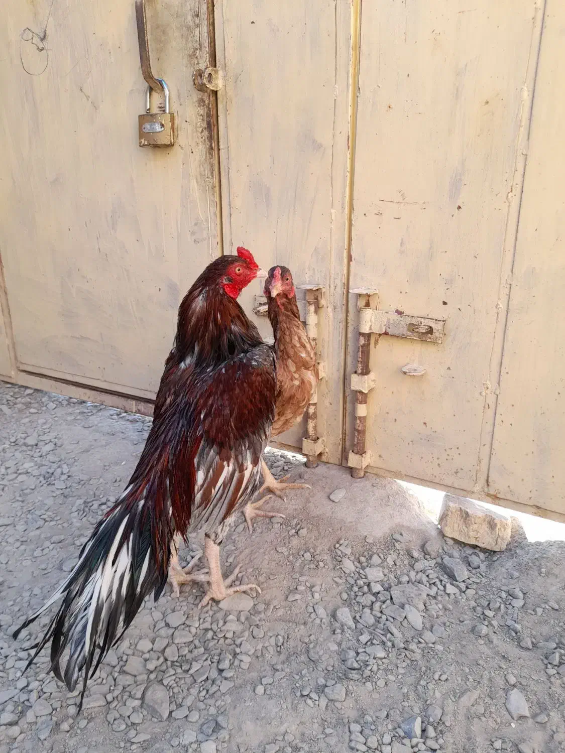 مرغ خروس نسل دار|حیوانات مزرعه|سراوان, |دیوار