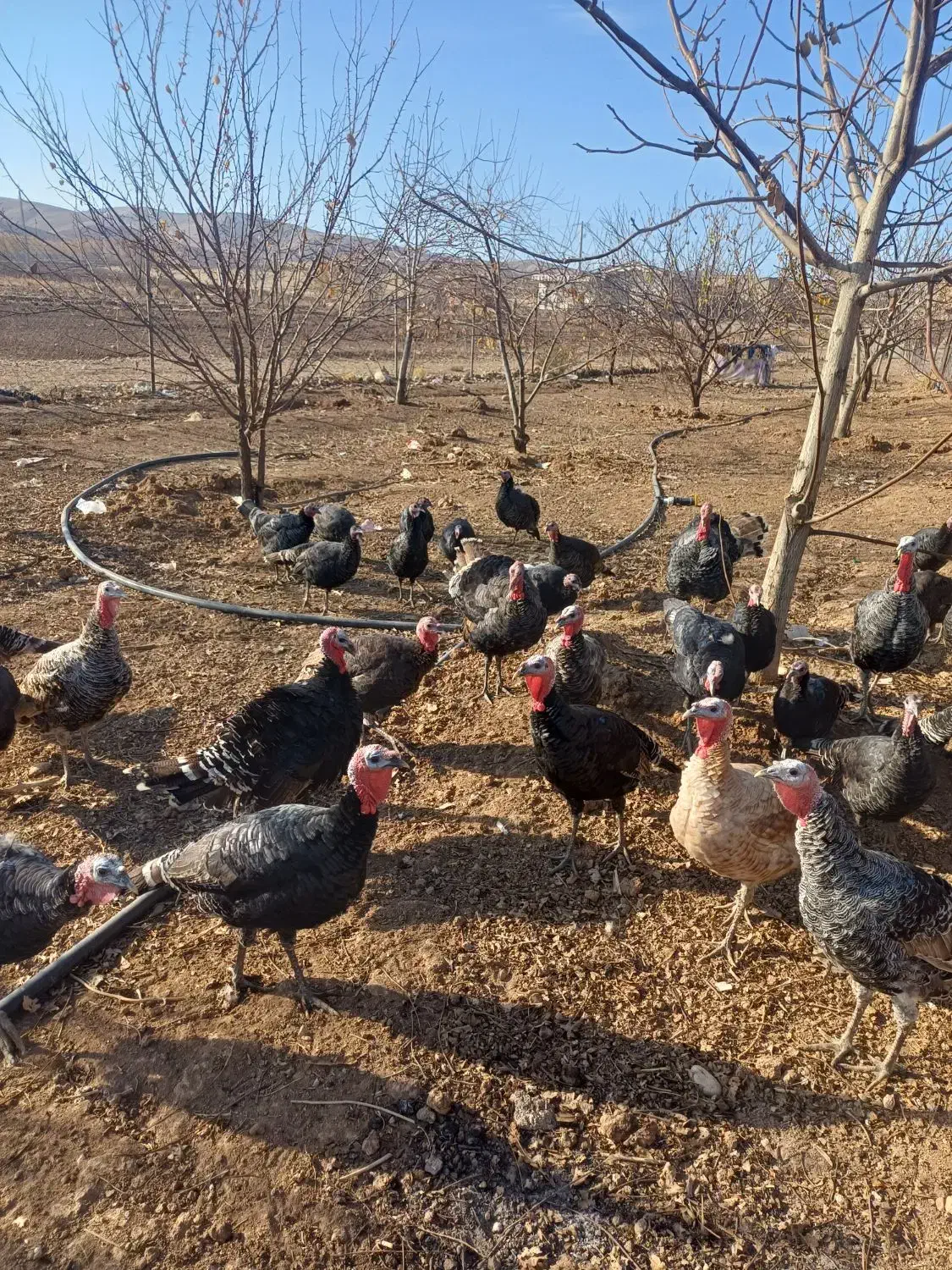 بوقلمون|حیوانات مزرعه|الشتر, |دیوار