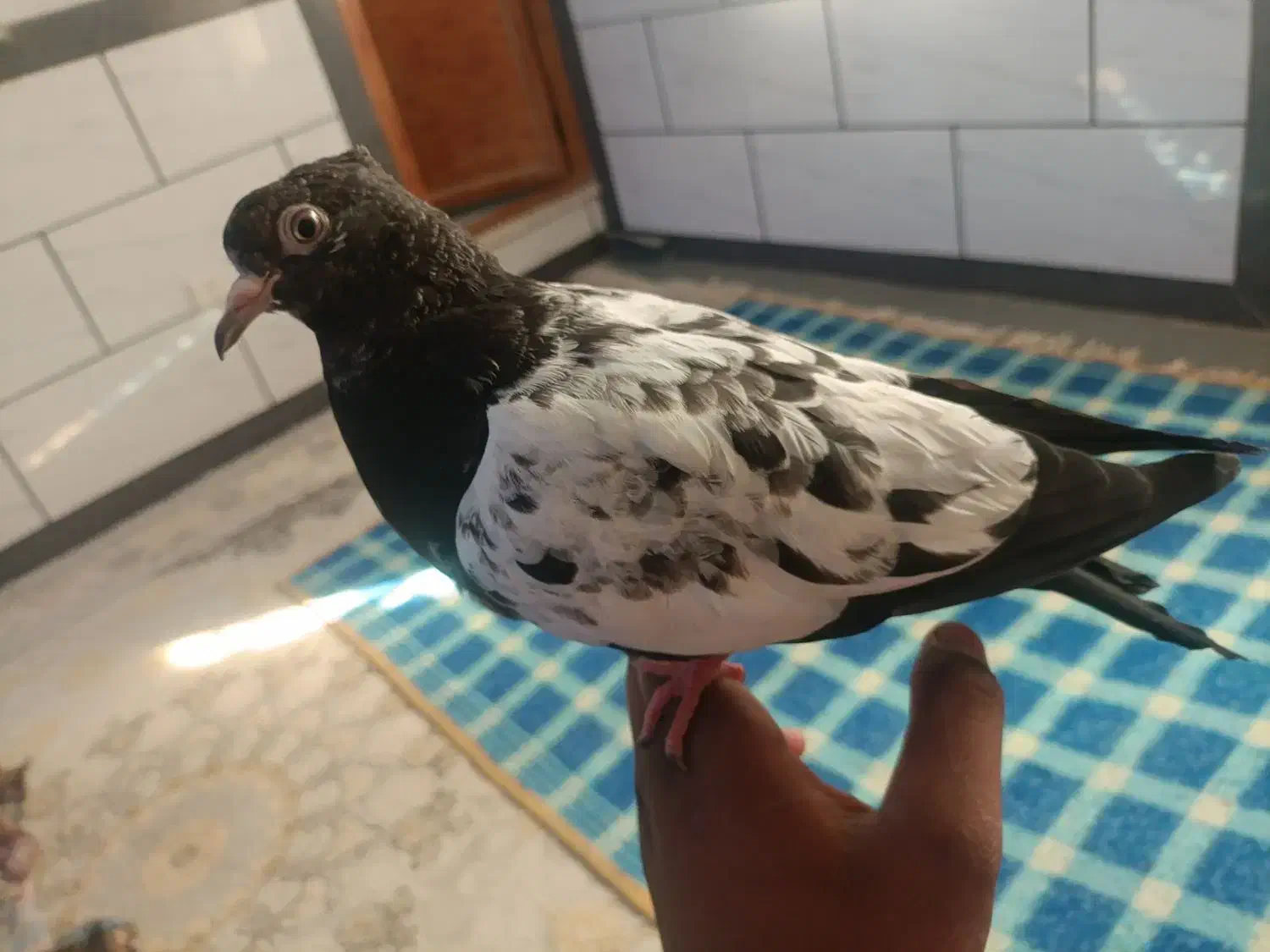 جوجه سینه سیاه دستی|پرنده|کرمان, |دیوار