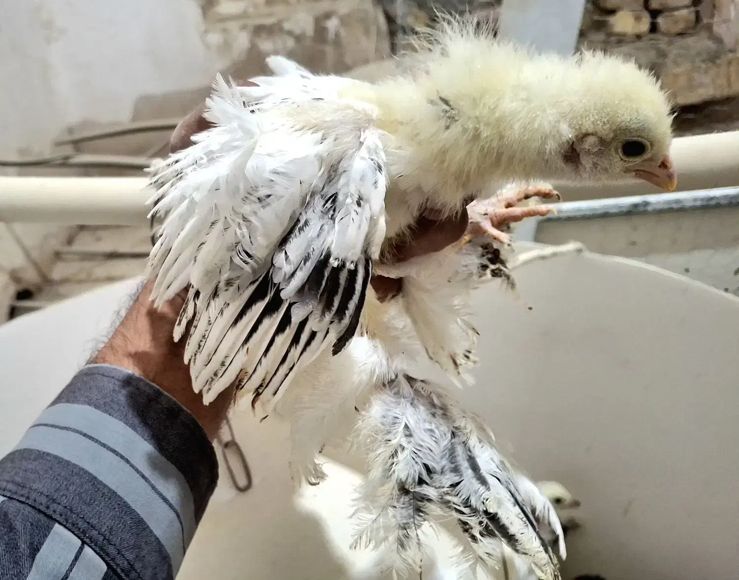 جوجه مرغ برهما،کوشین،گردن‌لخت از مولدهای خالص|حیوانات مزرعه|رودشت (اصفهان), |دیوار