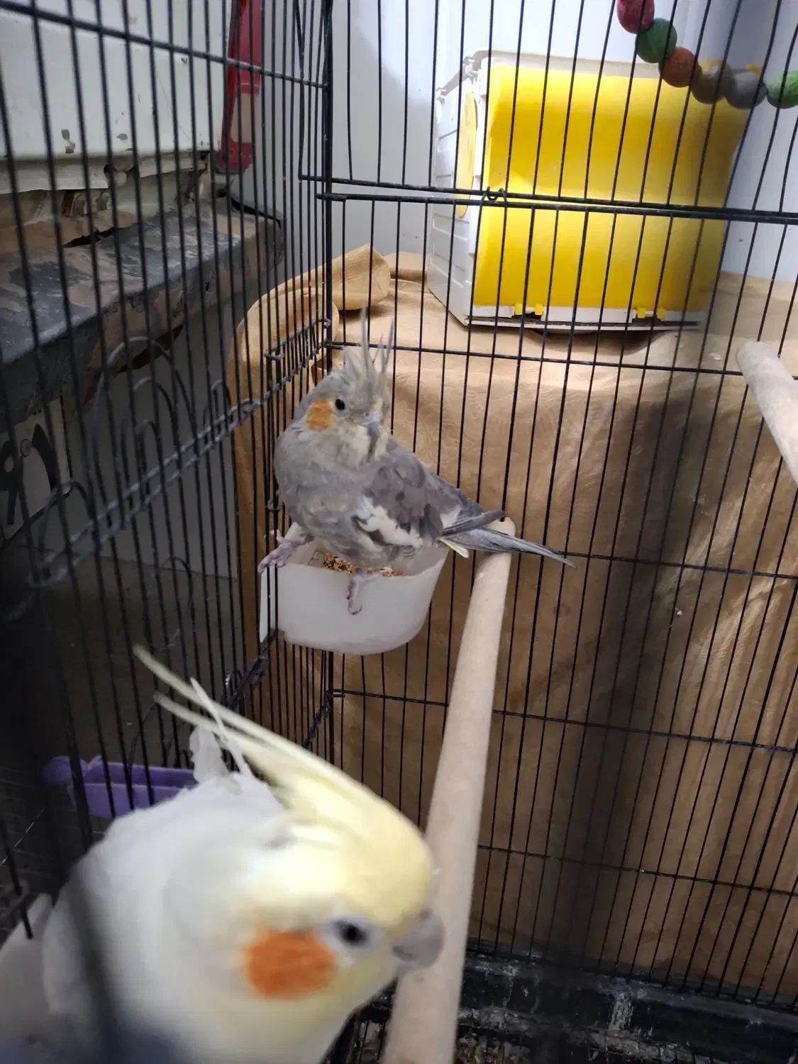 عروس هلندی نر و ماده سالم و سرحال|پرنده|دهگلان, |دیوار