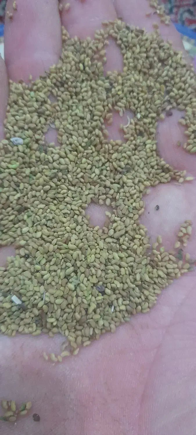 بزر یونجه|گل و گیاه طبیعی|مشگین شهر, |دیوار