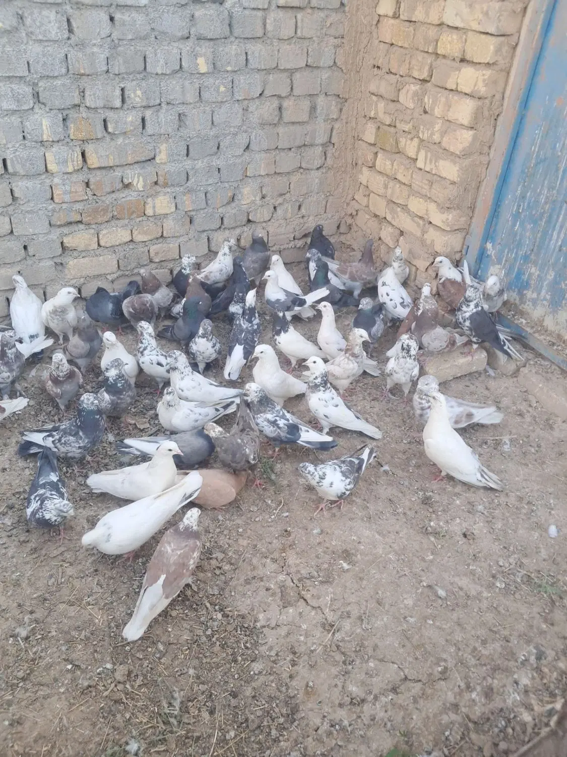 کفتر|پرنده|ساروق, |دیوار