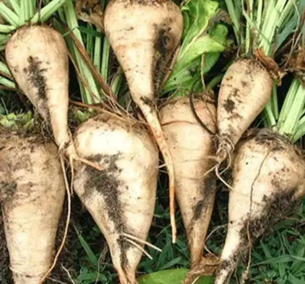 چغندر قند|عمدهفروشی|بشاریات, |دیوار