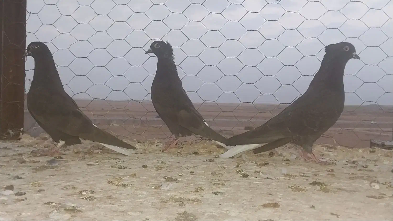 زاغ دم سفید به شرط|پرنده|رضویه, |دیوار