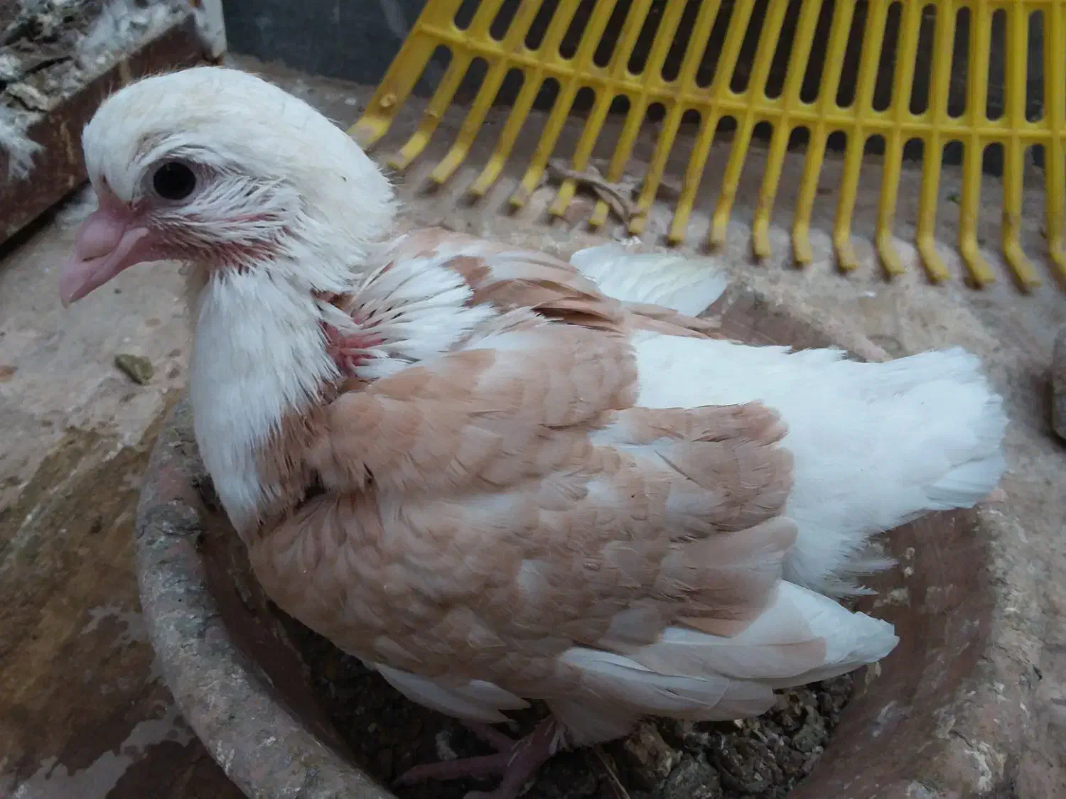 کبوتر دو کت تهرانی بسیار کشیده|پرنده|قم, جهان بینی|دیوار