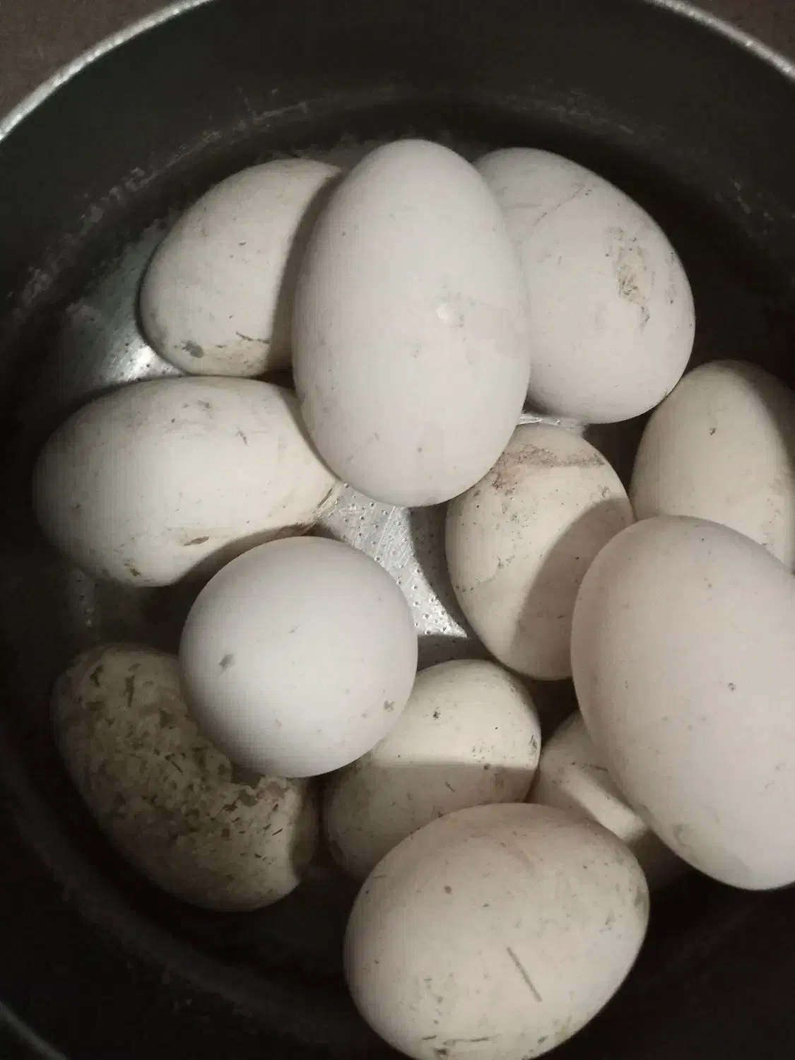 تخم نطفه دار غو غاز اوکراینی|حیوانات مزرعه|رویان, |دیوار