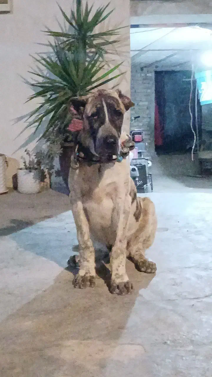 توله خراسانی 5ماهه درجه 1|سگ|ساری, |دیوار