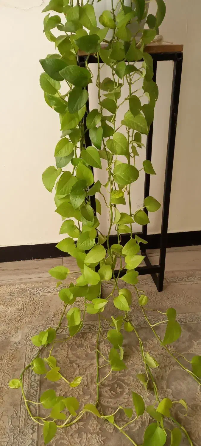 پتوس نئون|گل و گیاه طبیعی|کرج, کوی امامیه|دیوار