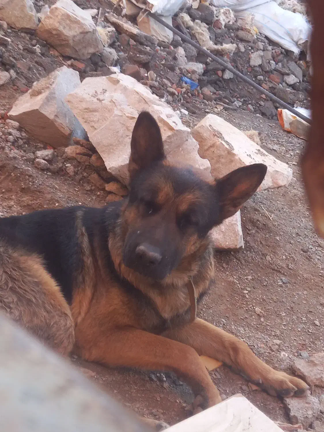 سگ ژرمن|سگ|بیرجند, |دیوار