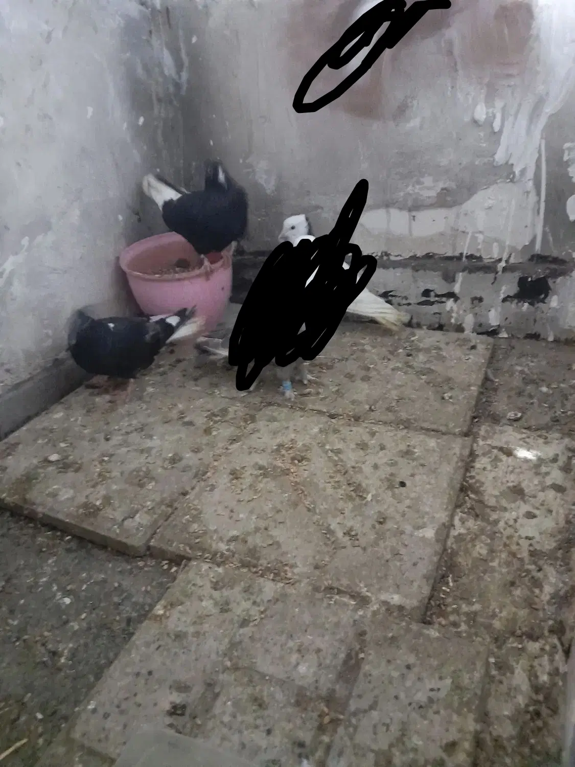 کفتر مفت|پرنده|مشهد, شهرک بهارستان|دیوار