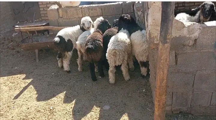 بره نر وماده|حیوانات مزرعه|پاسارگاد, |دیوار