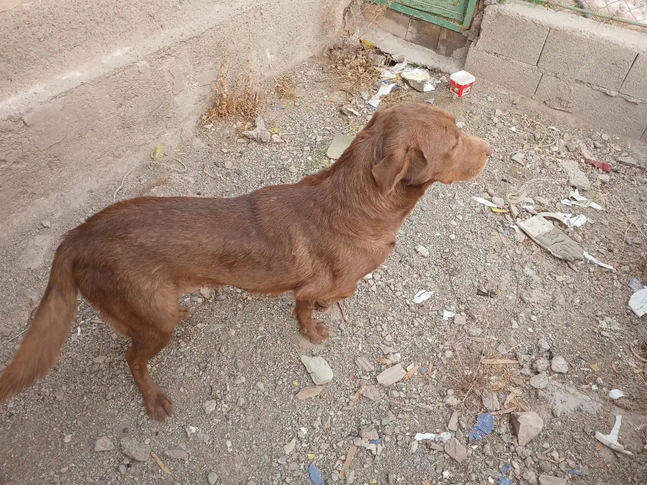 سگ ۱سالو نیمه نگهبان|سگ|پاکدشت, پاکدشت (مامازند)|دیوار