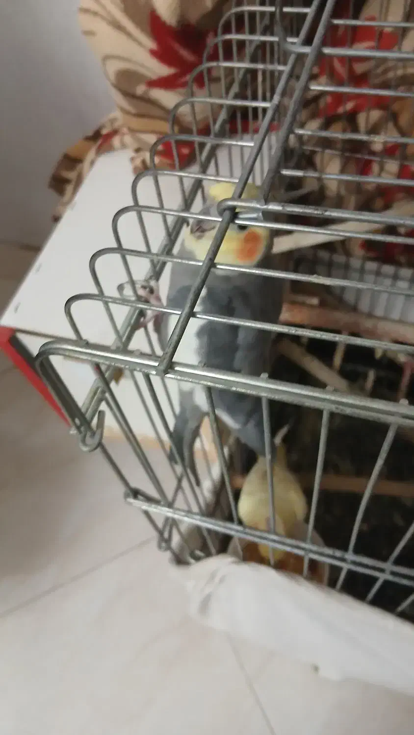 عروس هلندی نر و ماده مولد|پرنده|کهریزک, |دیوار