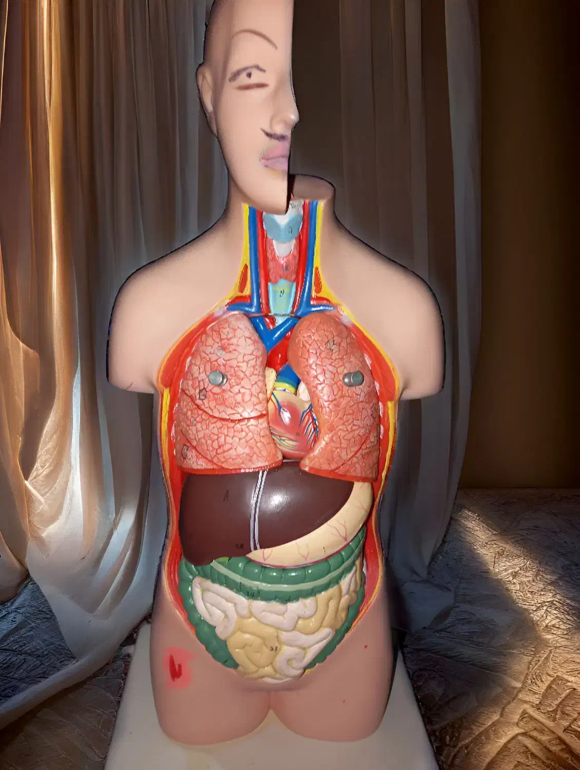 آناتومی بدن|پزشکی|قرچک, شهرک طلائیه|دیوار