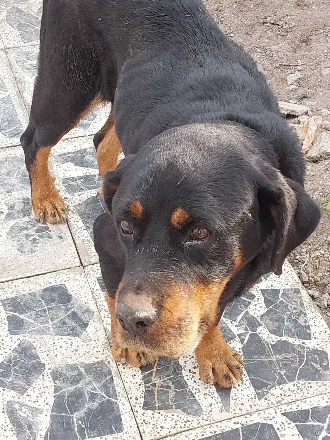 سگ ماده نژاد رتوایلر|سگ|آستانه اشرفیه, |دیوار