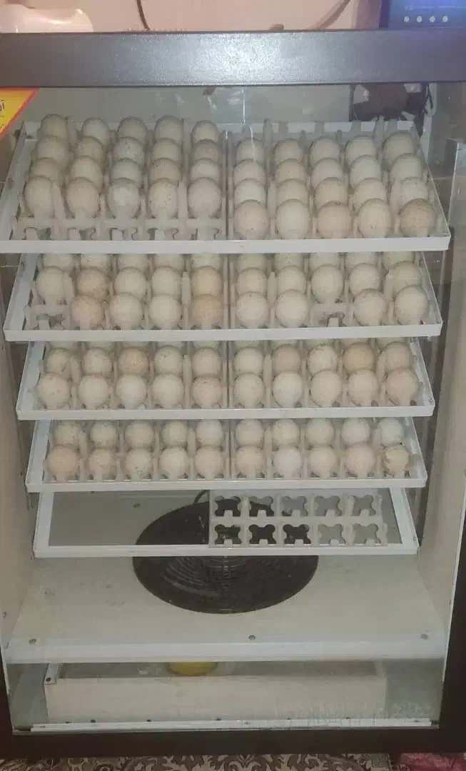 فروش دستگاه جوجه کشی صادراتی|ماشین‌آلات صنعتی|دزفول, |دیوار