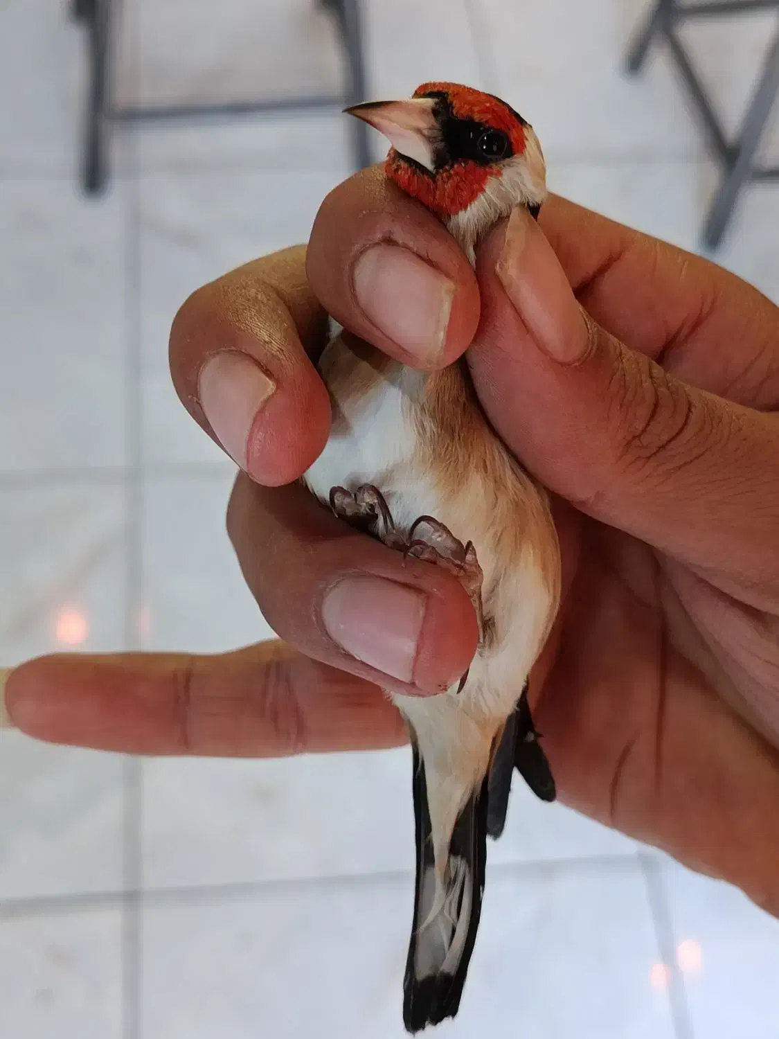 سهره نر|پرنده|قرچک, باقرآباد|دیوار