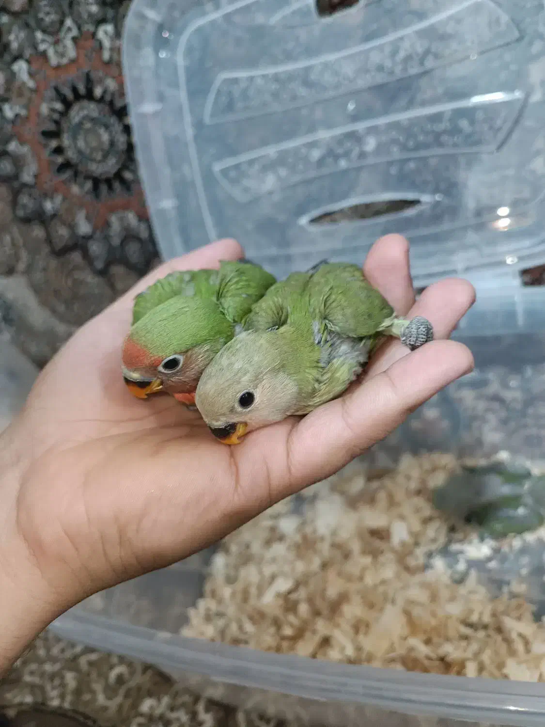 طوطی برزیلی سرلاکی|پرنده|قم, چهل درخت‎|دیوار