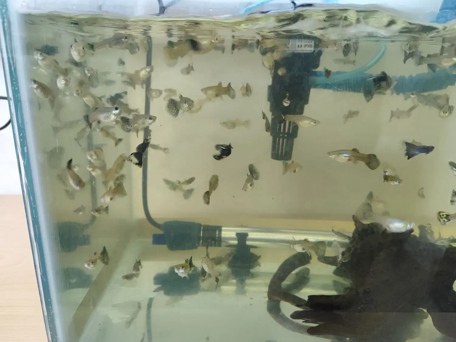 گوپی میکس|ماهی|قزوین, |دیوار