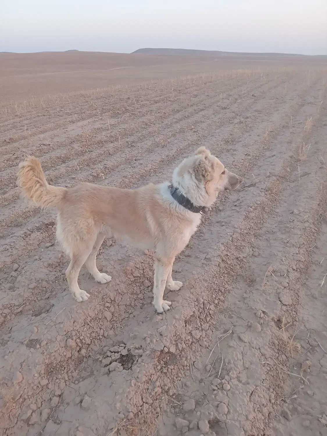 واگذاری حیوانات|سگ|مشهد, انقلاب|دیوار