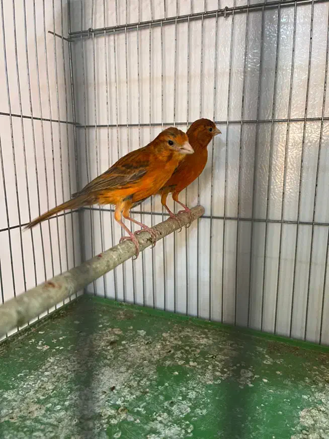 قناری ماده|پرنده|شیراز, پودنک|دیوار