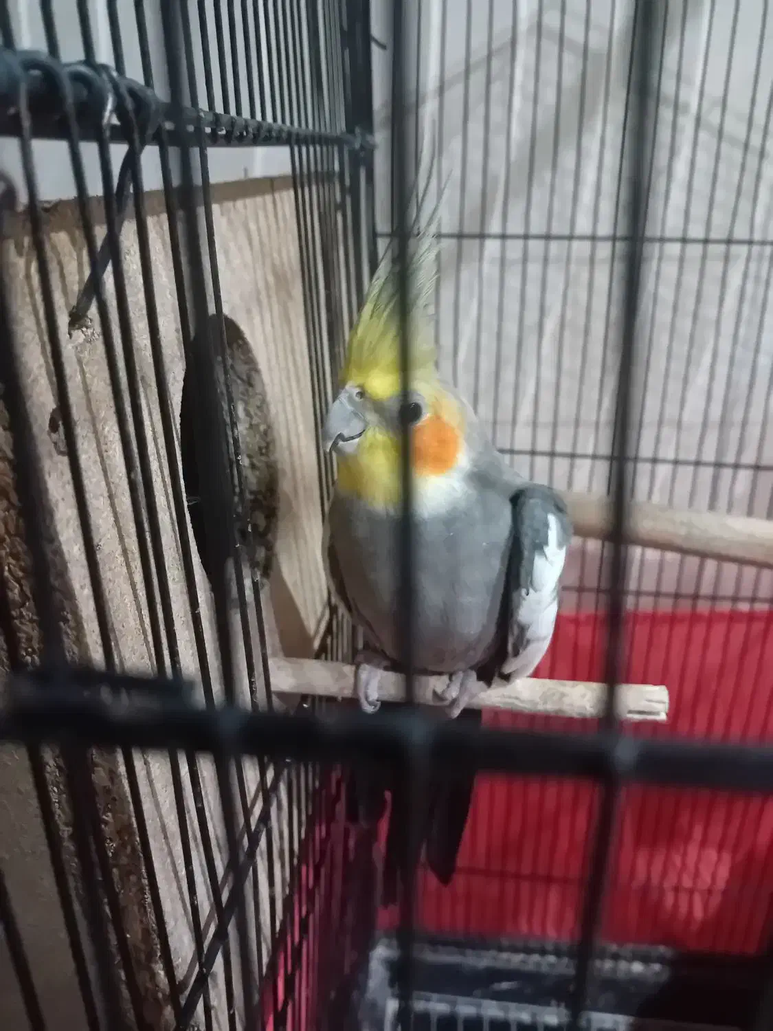 عروس هلندی سخنگو|پرنده|تفت, |دیوار