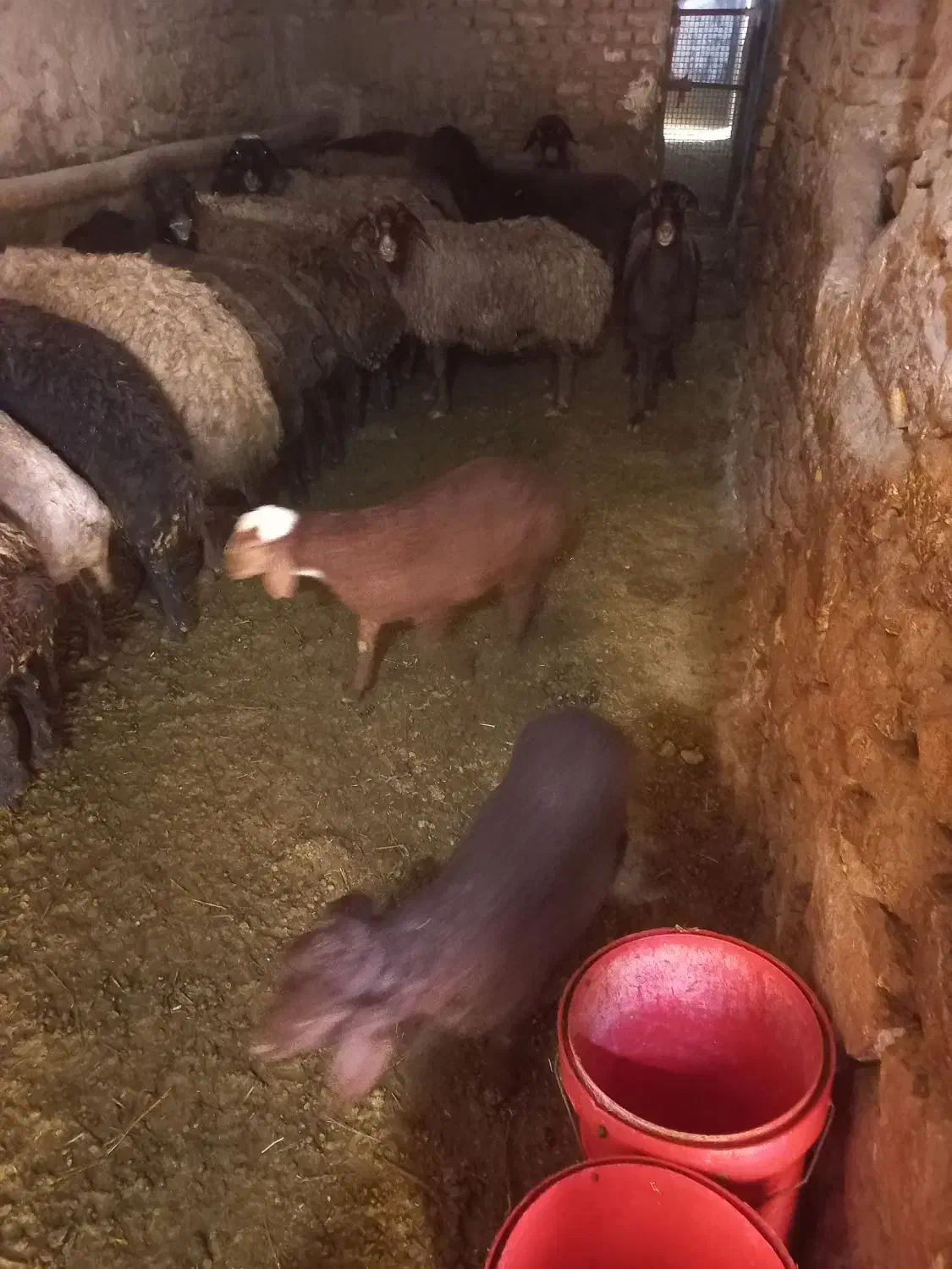 گوسفند|حیوانات مزرعه|لالجین, |دیوار