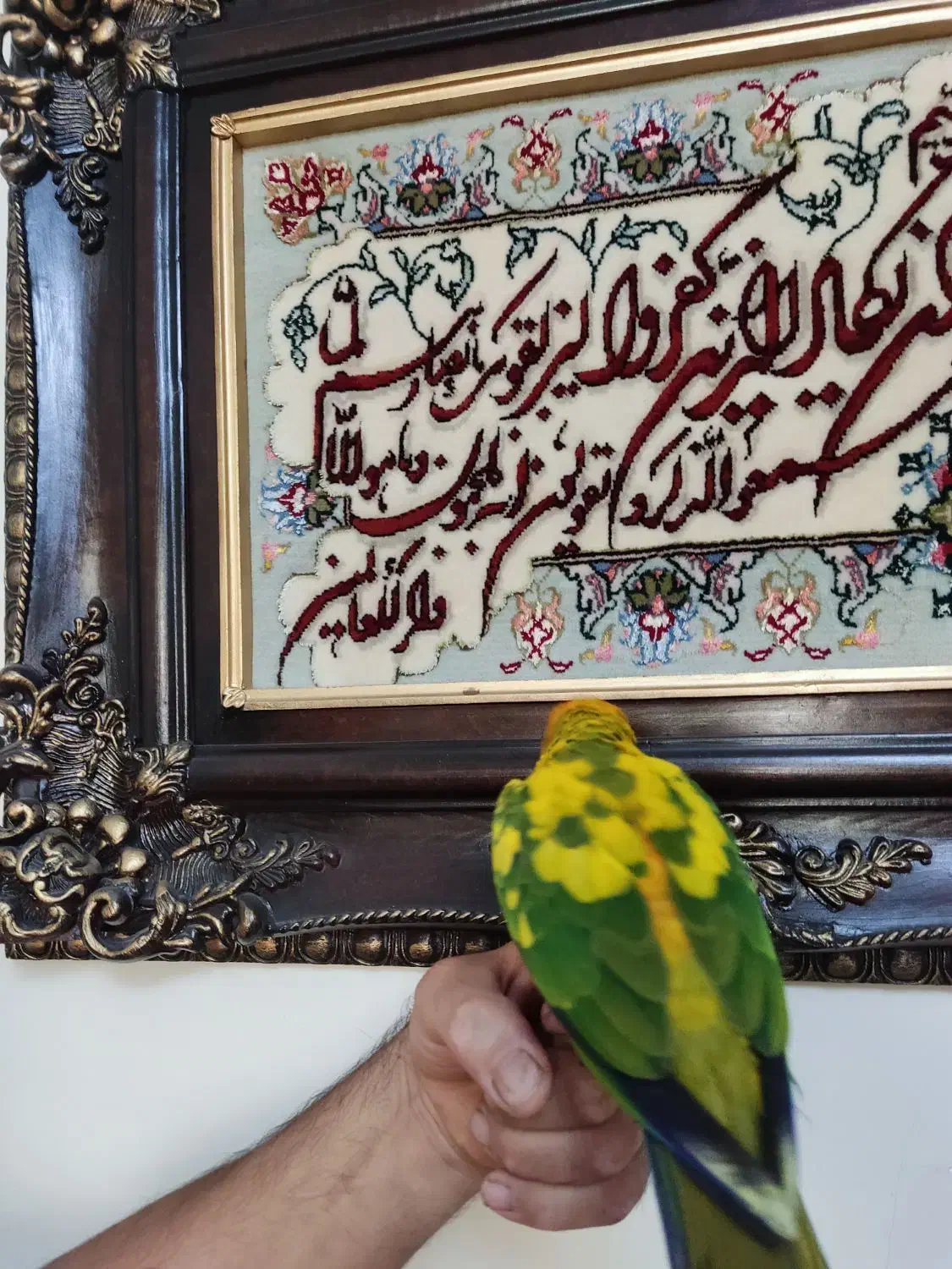 خورشیدی راهب عروس هلندی جوجه|پرنده|تهران, وحیدیه|دیوار